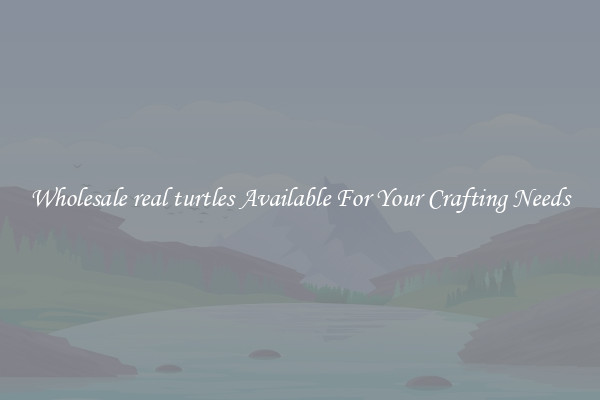 Wholesale real turtles Available For Your Crafting Needs